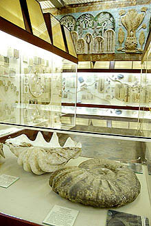 The Yuri Orlov Palaeontological Museum in Moscow